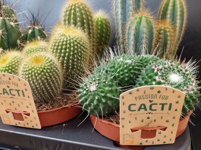 Кактус микс 