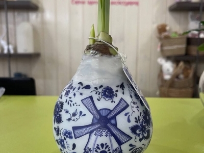 Луковицы амариллиса, покрытые воском с рисунком в стиле гжель