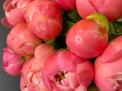 Пион Корал Шарм