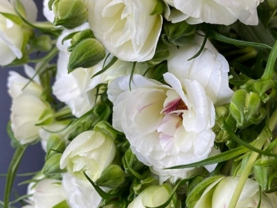 Ранункулюс (лютик) Баттерфляй