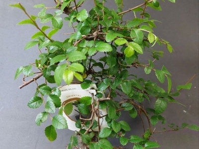 Бонсай Зелкова (Вяз мелколистный)