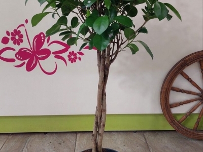 Фикус Микрокарпа Моклейм (Мокламе) (h107/d23)