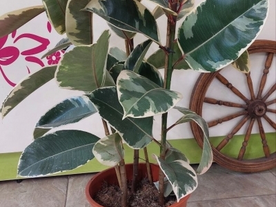 Фикус Тинеке (h95/d27)