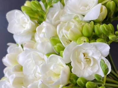 Фрезия в ассортименте