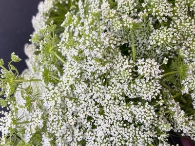 Амми большая