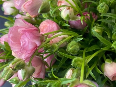 Ранункулюс (лютик) Баттерфляй Ариадна