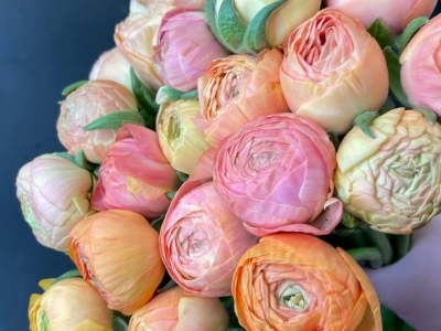 Ранункулюс (лютик) Сальмон