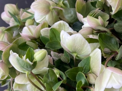 Хелеборус (Морозник, или Зимовник)