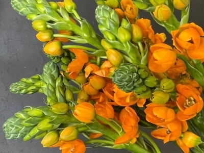 Орнитогалум