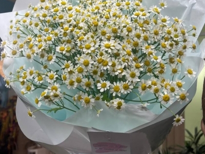 Монобукет из ромашек (танацетума)