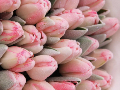 Тюльпан Антарктика шуга кенди