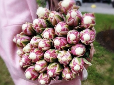 Тюльпан Айскрим 