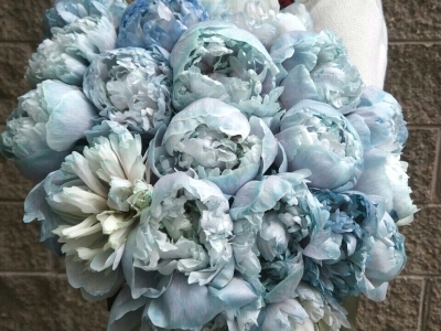 Пион Клуди Скай