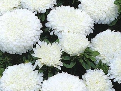 Хризантема Антонов