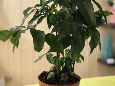 Кастаноспермум (Комнатный каштан)