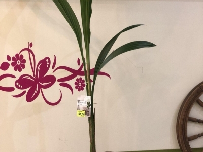 Кокос (Кокосовая пальма)