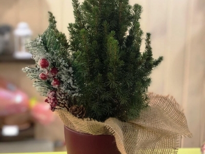 Ёлочка (Пицея) в керамическом горшке