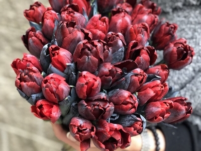 Тюльпан пионовидный Amsterdamet