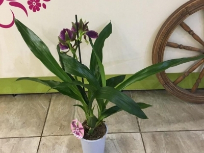 Орхидея Зигопеталум