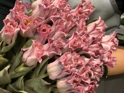 Тюльпан Мулин Руж