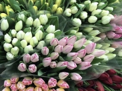 Тюльпан микс, Польша