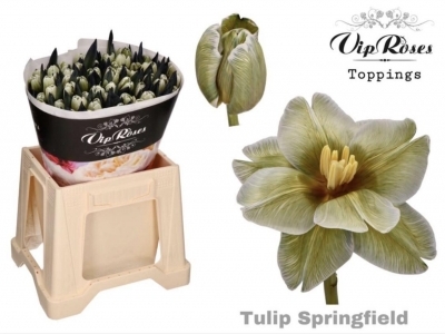 Тюльпан Springfield