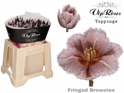 Тюльпан Fringed Brownies