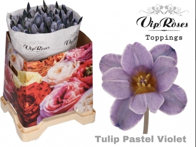 Тюльпан Pastel Violet