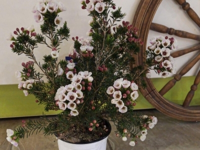 Хамелациум