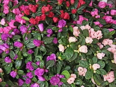 Азалия в ассортименте