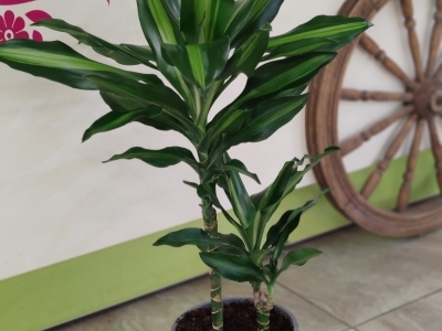 Драцена Голд (2 ствола)