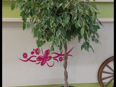 Фикус Сафрана