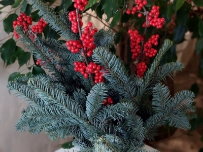 Нобилис пихта, ветка. Размер M