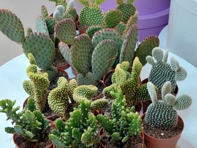 Кактус Опунция в ассортименте