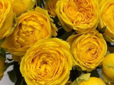 Роза Луна Трендсеттер пионовидная 