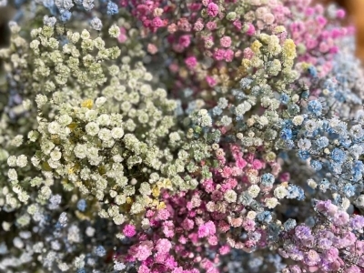 Гипсофила Рэйнбоу