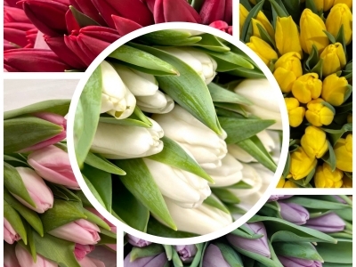 Тюльпан в ассортименте