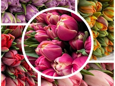 Тюльпан пионовидный в ассортименте