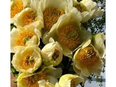 Пион Лемон Шифон