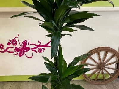 Драцена Компакта 