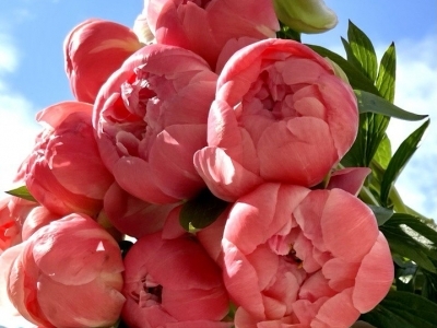 Пион Корал Сансет