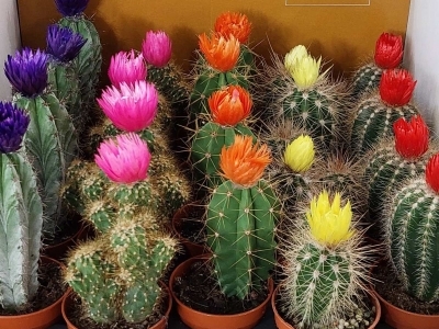 Кактус в ассортименте
