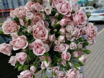 Роза Инносентия Карамель пионовидная кустовая