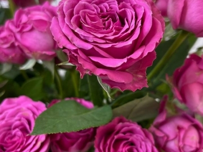 Роза Классик Сенсейшен пионовидная кустовая