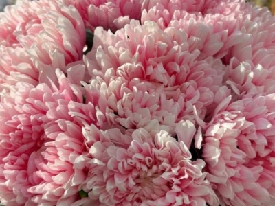 Хризантема Антонов Пинк Пастель