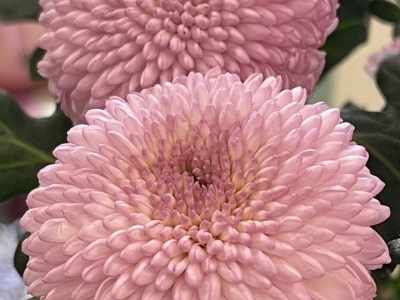 Хризантема Момоко