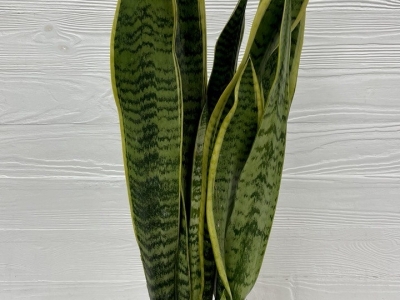 Сансевиерия 
