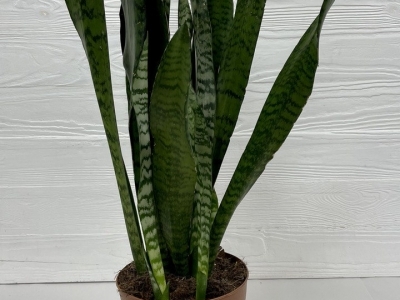 Сансевиерия 