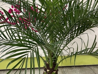 Финик Робелена (карликовая финиковая пальма, Робелини)