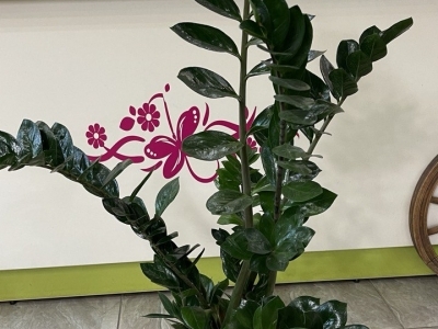 Замиокулькас (долларовое дерево) (h120)